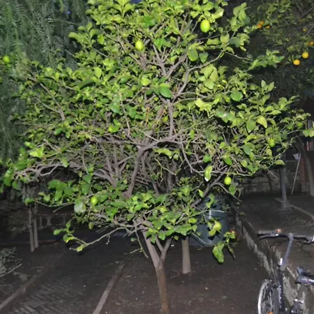 Guest house Cotto E Arancia *