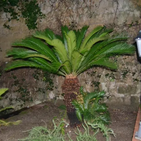 Cotto E Arancia * Naples